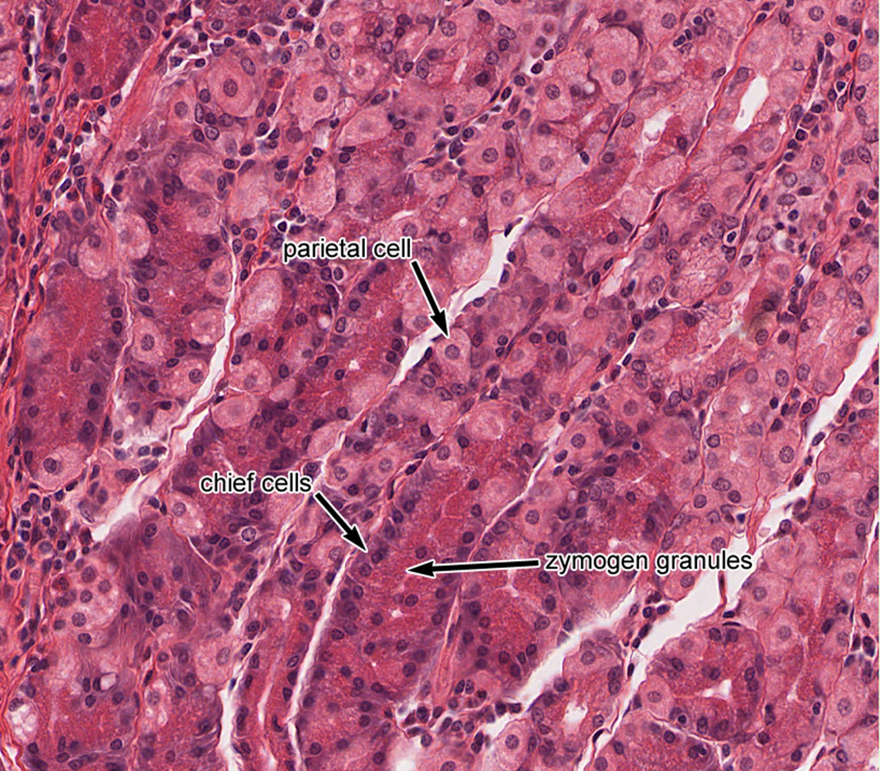 Esophagus Stomach Junction Histology Labeled